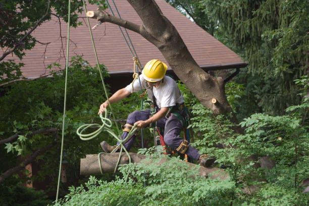 Leaf Removal in Greenock, PA