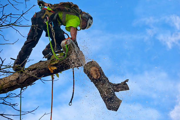 Professional Tree Services in Greenock, PA